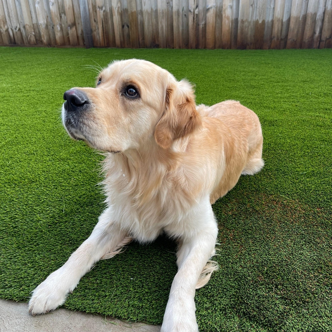Unveiling the Top Ten Benefits of Artificial Grass for Enhancing Your Dog's Outdoor Experience