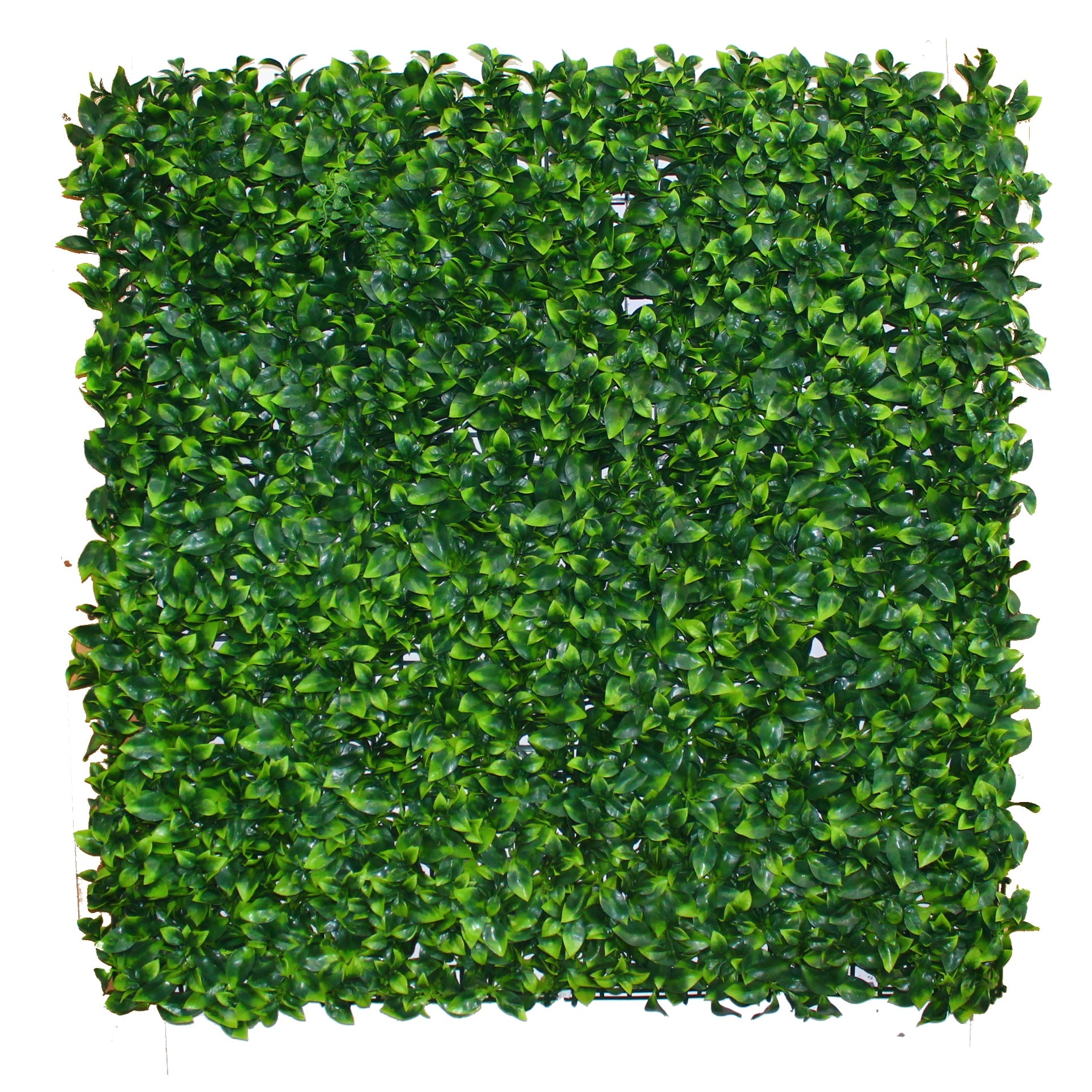 Hedge Style Garden Walls