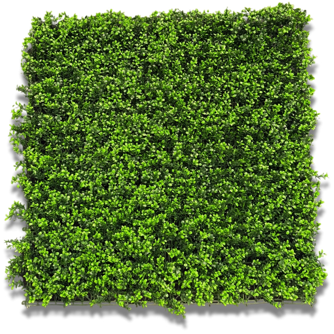 Wintergreen Buxus