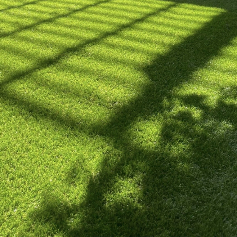 Bermuda 40 grass texture